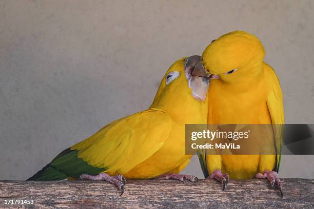 ararajuba  - golden parakeet - ararajuba stock pictures, royalty-free photos & images