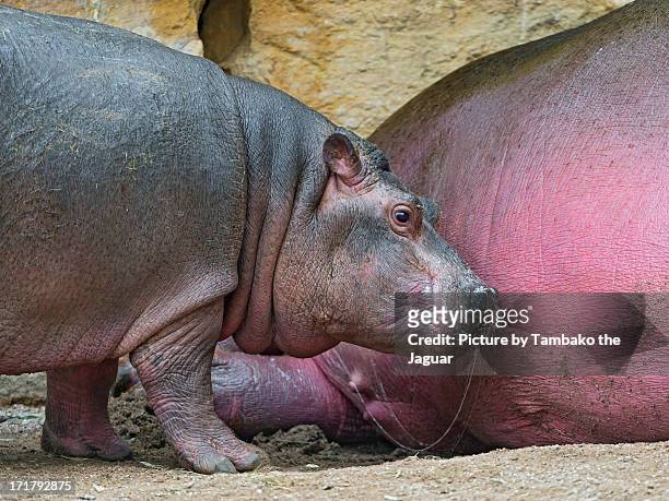 Baby Hippo Photos and Premium High Res Pictures - Getty Images