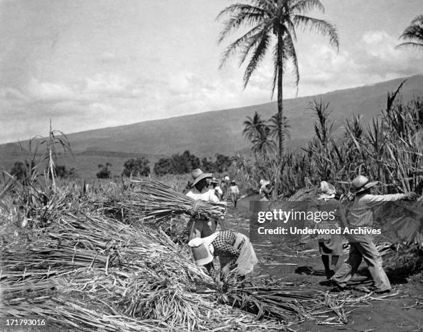 Hawaii Sugar Cane Photos and Premium High Res Pictures - Getty Images