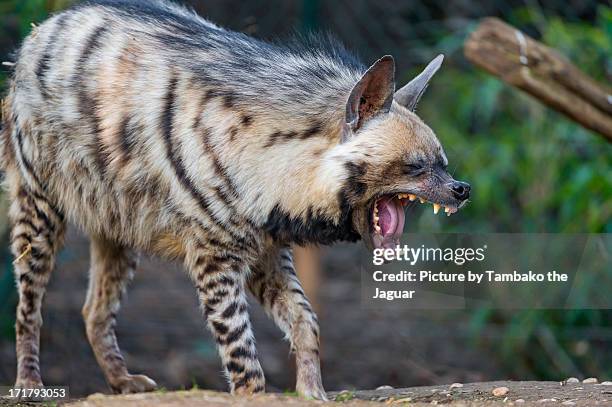 yawning striped hyena - hyena stock pictures, royalty-free photos & images