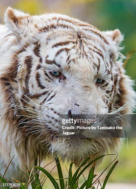756 Tigers Eating Photos and Premium High Res Pictures - Getty Images