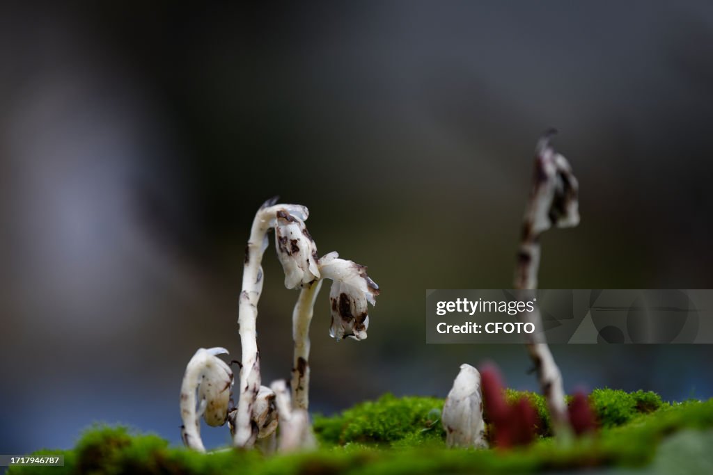 Rare And Endangered Plant Monotropa Uniflora L