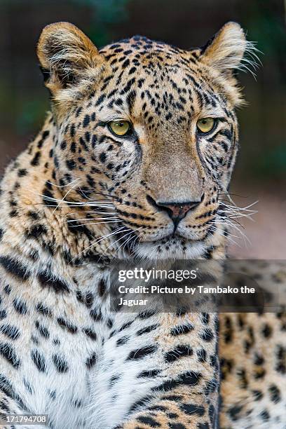 relaxed leopardess - persian leopard stock pictures, royalty-free photos & images