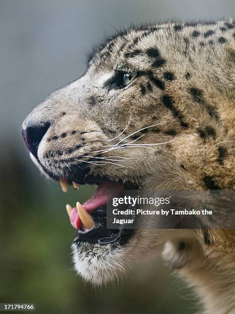 profile of the male snow leopard - face and profile and mouth open stock pictures, royalty-free photos & images