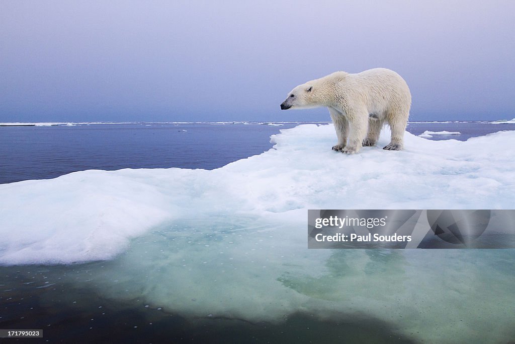 Polar Bear, Hudson Bay, Canada