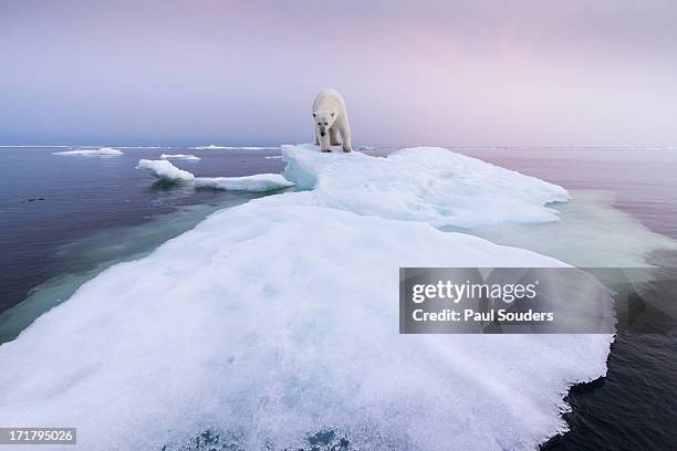 polar bear, hudson bay, canada - manitoba stock pictures, royalty-free photos & images