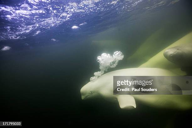 beluga whales, hudson bay, canada - beluga whale stock pictures, royalty-free photos & images