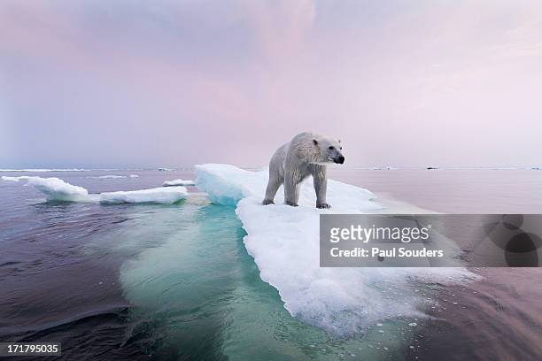 polar bear, hudson bay, canada - hudson bay stock-fotos und bilder