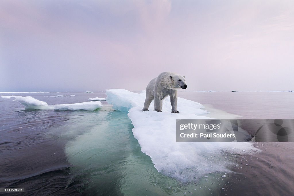 Polar Bear, Hudson Bay, Canada