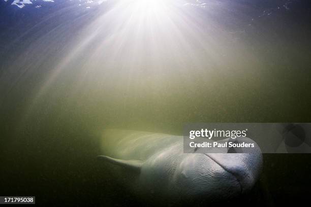 Beluga Whale, Hudson Bay, Canada