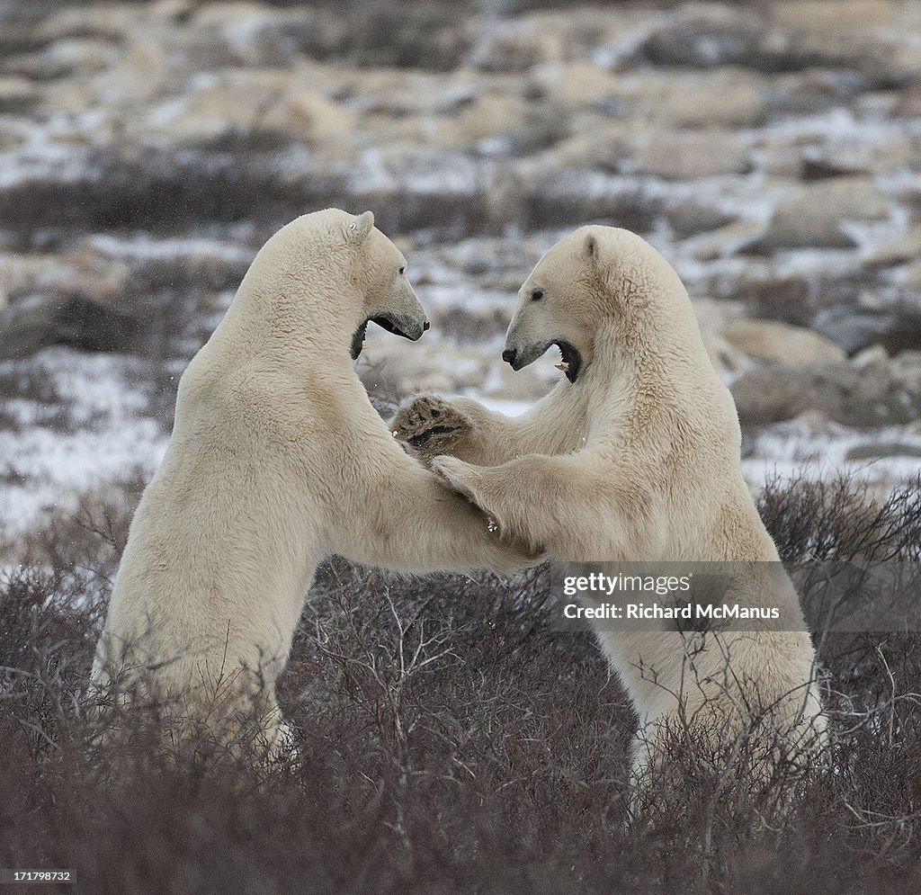 Polar bears sparring.