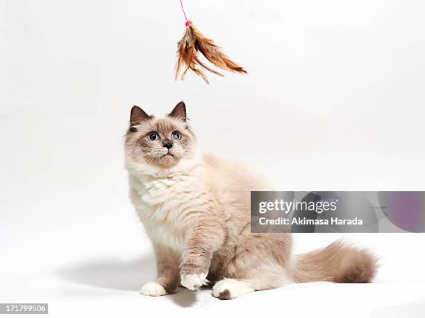 cat stare at toy - pure bred cat stockfoto's en -beelden