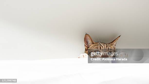 peeping cat - cat peeking stock pictures, royalty-free photos & images