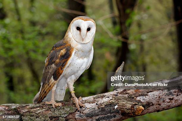 barn owl - barn owl fotografías e imágenes de stock