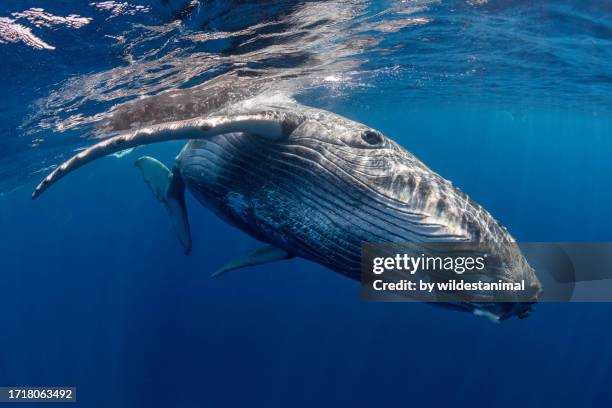 curious humpback whale swims to the camera. - pectoral fin stock pictures, royalty-free photos & images