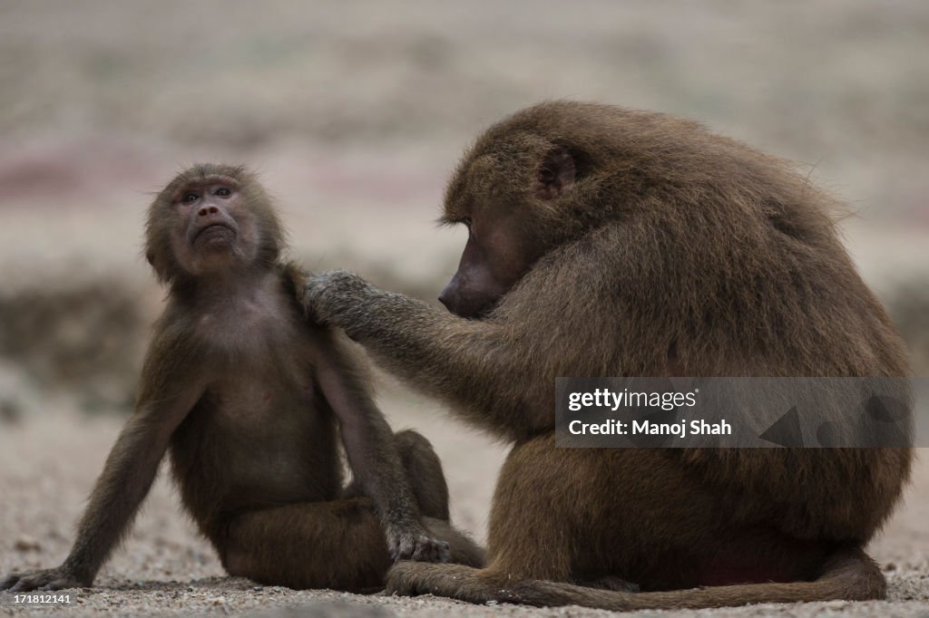 Hamadryas baboons grooming