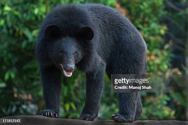 asiatic black bear - oso negro asiático fotografías e imágenes de stock