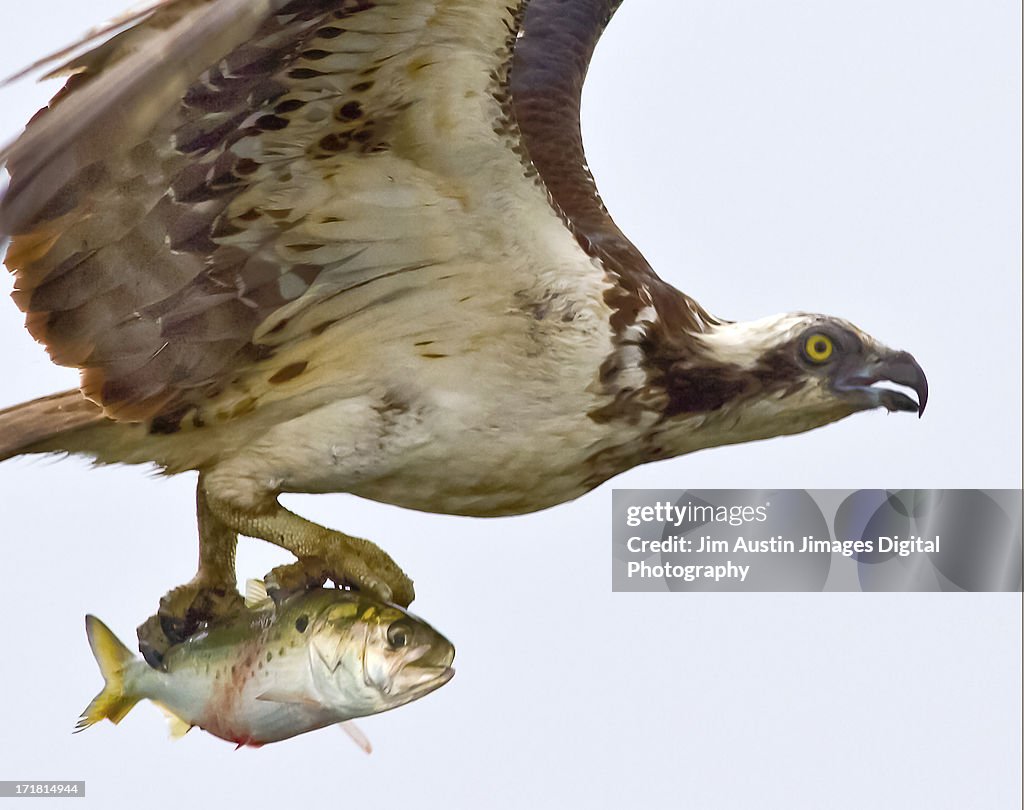 Osprey Closeup with Fish in Talons