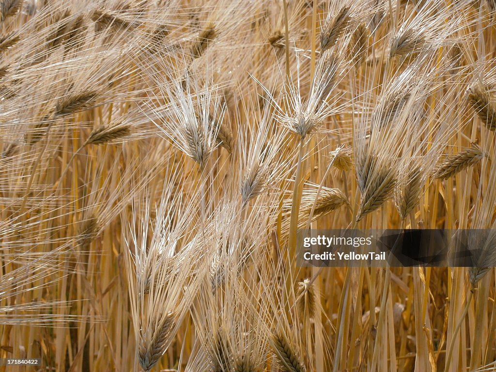 Barley with Sunlight