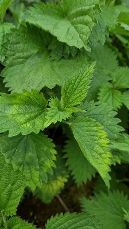 Spring Nettle Spring Nettles Videos and HD Footage - Getty Images