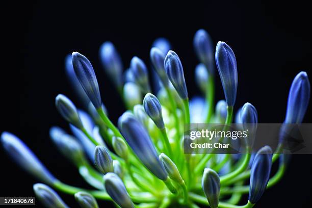 flower bud - agapanthus stock pictures, royalty-free photos & images