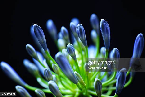 flower bud - afrikas blå lilja bildbanksfoton och bilder
