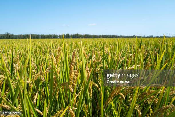 Stalks From Rice 442 Rice Stalk China Stock Photos, High-Res Pictures, and Images ...