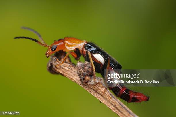 melyrid beetle (yellow soft-winged flower beetle) - asnillo fotografías e imágenes de stock