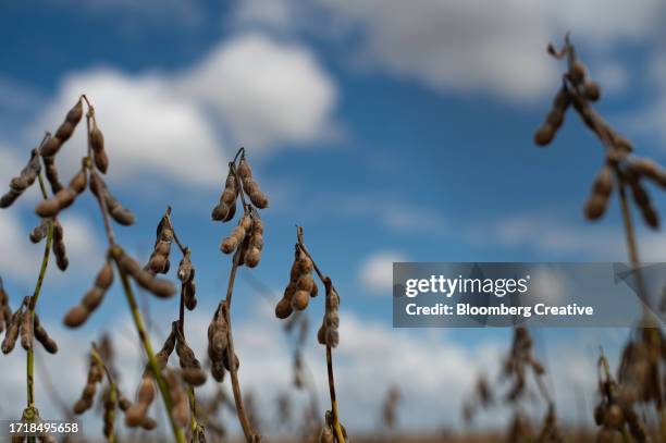 soybean plants growing in a field - plant pod stock pictures, royalty-free photos & images