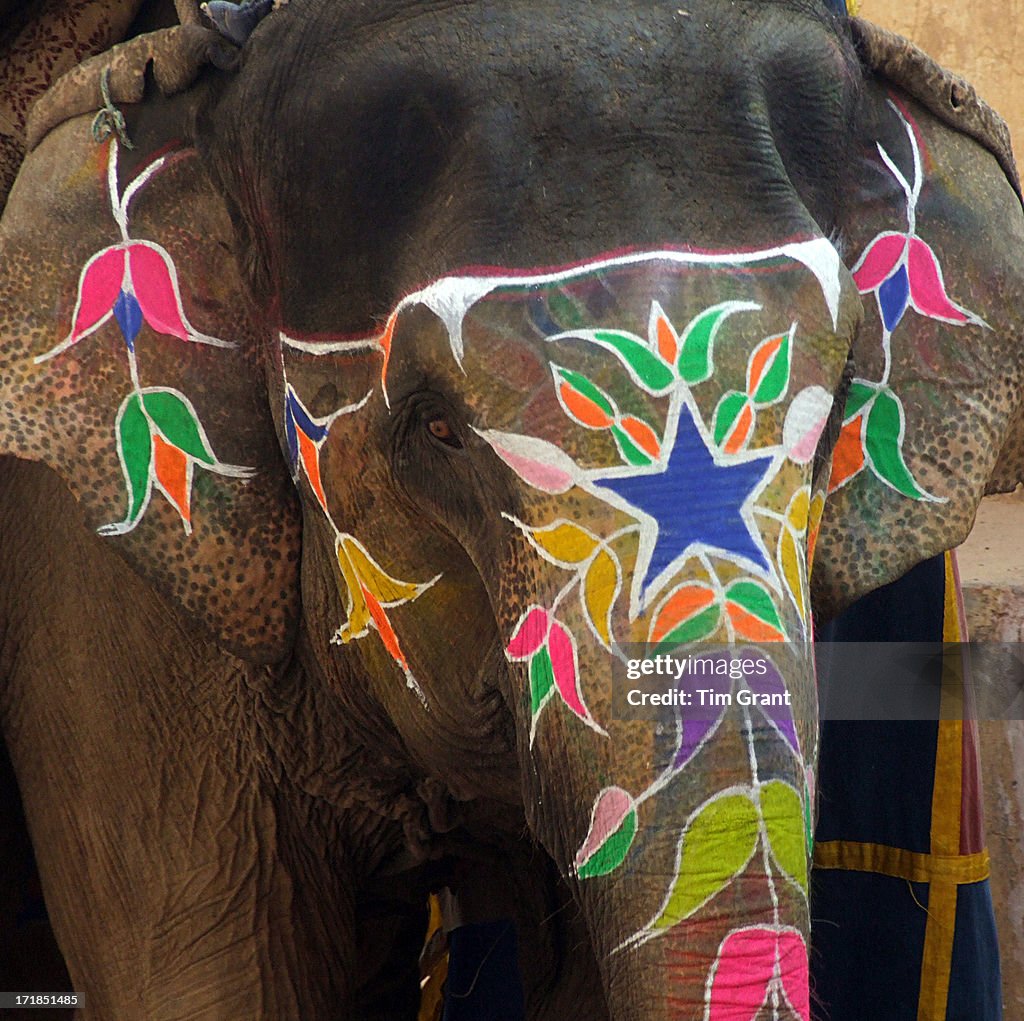Decorated Indian Elephant Jaipur