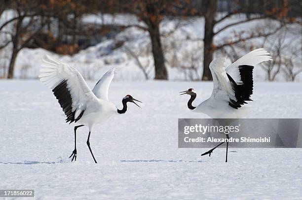 japanese crane, hokkaido, japan - japanese crane stock pictures, royalty-free photos & images