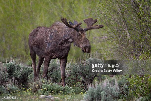 moose on the loose - bull moose jackson stock pictures, royalty-free photos & images