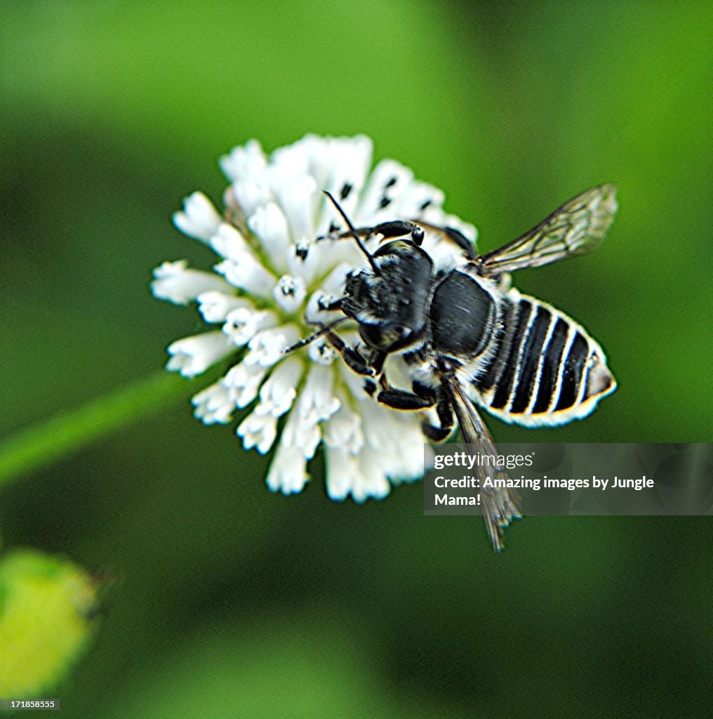 Black and white striped leafcutter bee