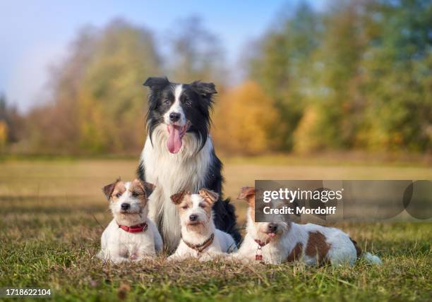 four dogs, jack russell terriers and border collie, are sitting together at walk in park - trained dog stock pictures, royalty-free photos & images