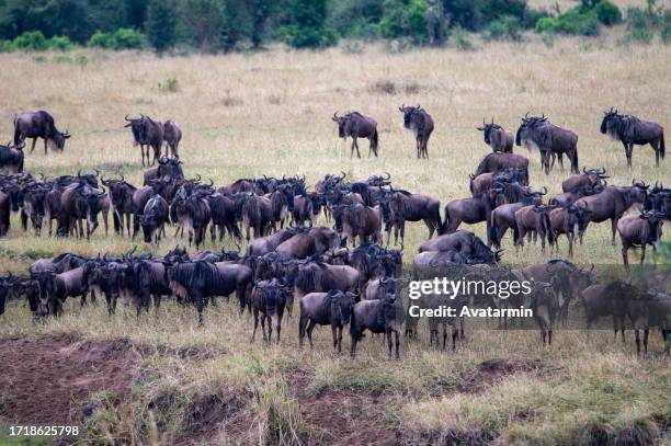 the great migration - river mara stock pictures, royalty-free photos & images