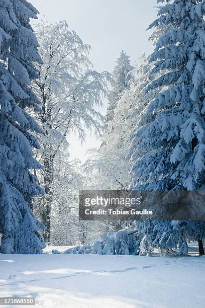 winter wonderland - tobias gaulke - fotografias e filmes do acervo