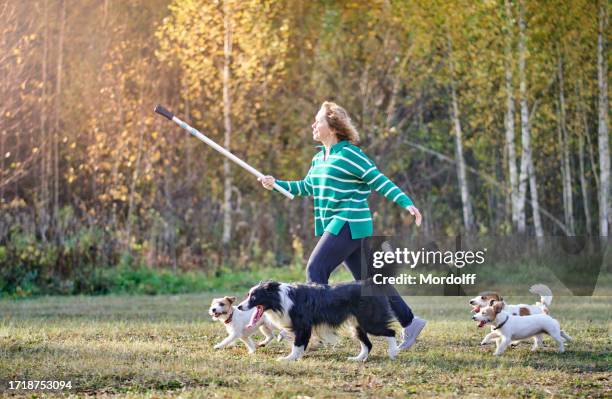 cute sport woman is walking with group of dogs and taking a selfie, autumn morning walk in public park - russian mature women 個照片及圖片檔