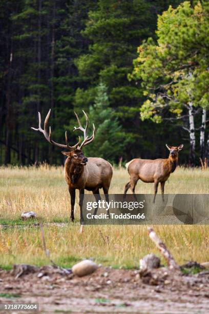 elk - canada moose stock pictures, royalty-free photos & images