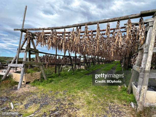 663 Fish Drying Racks Stock Photos, High-Res Pictures, and Images - Getty  Images
