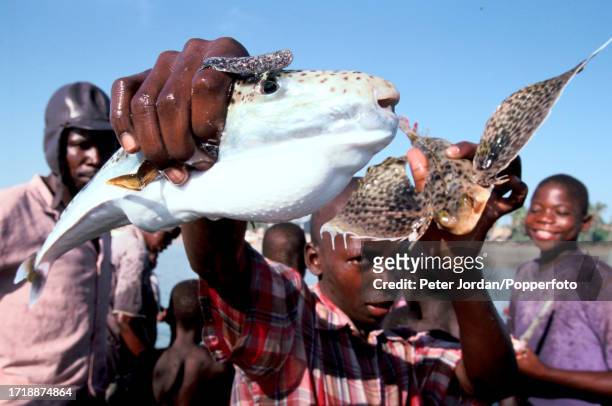 Young boy displays a puffer fish, his share of a catch, after helping to pull in fishing nets from the waters of the Indian Ocean off the beach of...