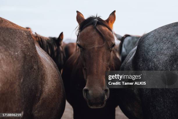 close-up of wild horses in the steppe - przewalski horse stock pictures, royalty-free photos & images
