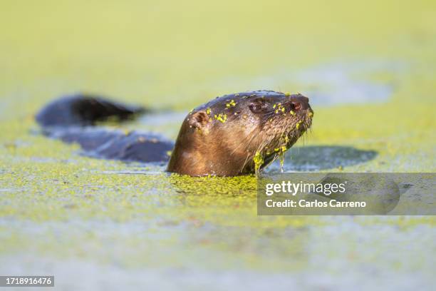 closeup of north american river otter swimming - weasel stock pictures, royalty-free photos & images