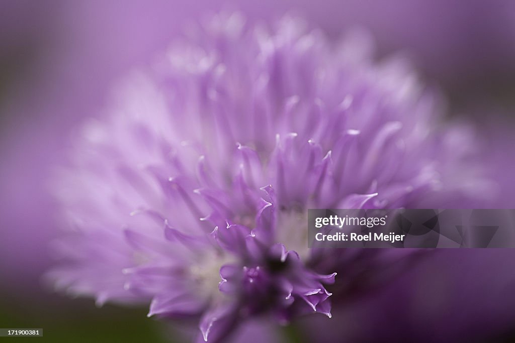 Flower of Chives; artistic close-up.
