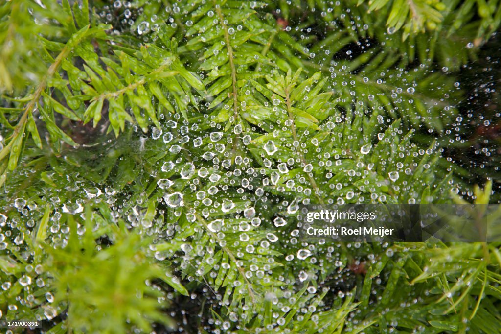 Raindrops in spider's web.