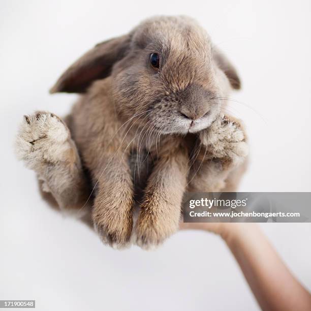 Rabbit High-Res Stock Photo