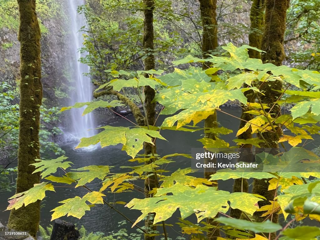 South Falls and autumn leaves, Silver Falls State Park, Oregon