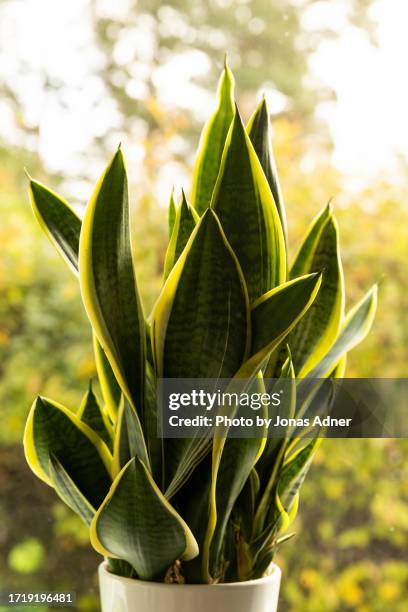 mother-in-law's tongue plant in a window - sansevieria stock pictures, royalty-free photos & images