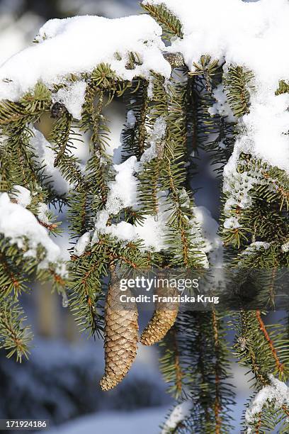 Traumhaft Winterliche Impressionen Am Bayerischen Wald .