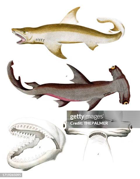 sharks, hammerhead jaws hand-colored from "book of the world 1844" by carl hoffman - animal jaw bone stock illustrations