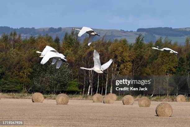 Whooper swans fly over a stubble field beside RSPB Loch Leven Nature Reserve on October 11 in Kinross, Scotland. Many birds are beginning to arrive...